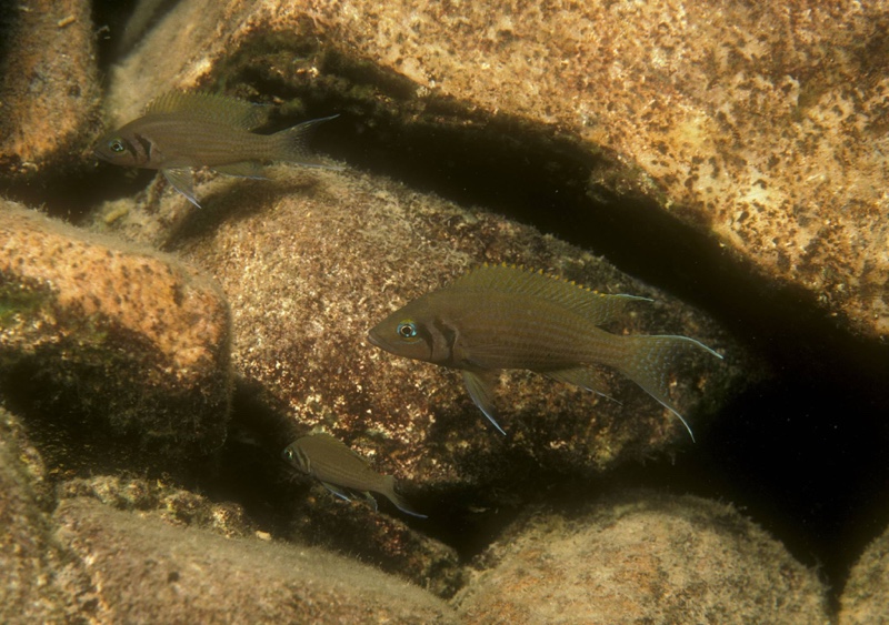 Neolamprologus pulcher 'Muzi'